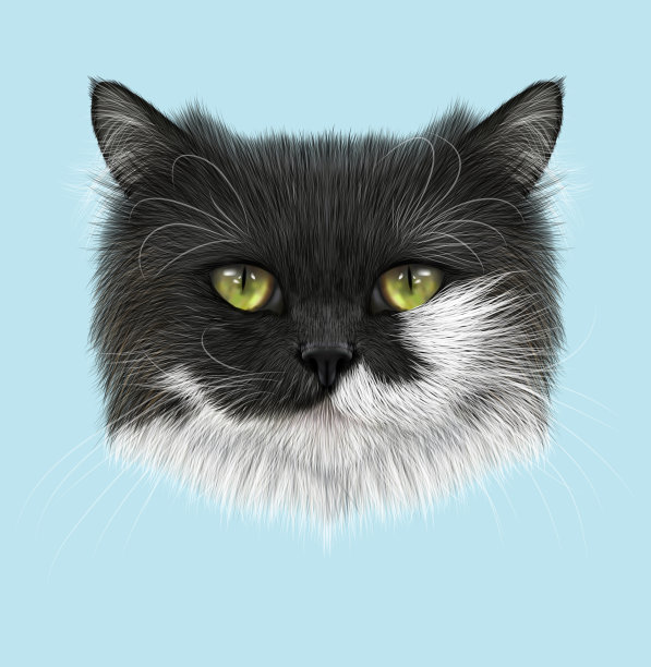 家猫的肖像图片下载