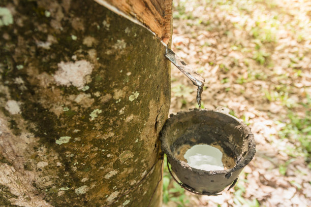 橡皮树。图片下载