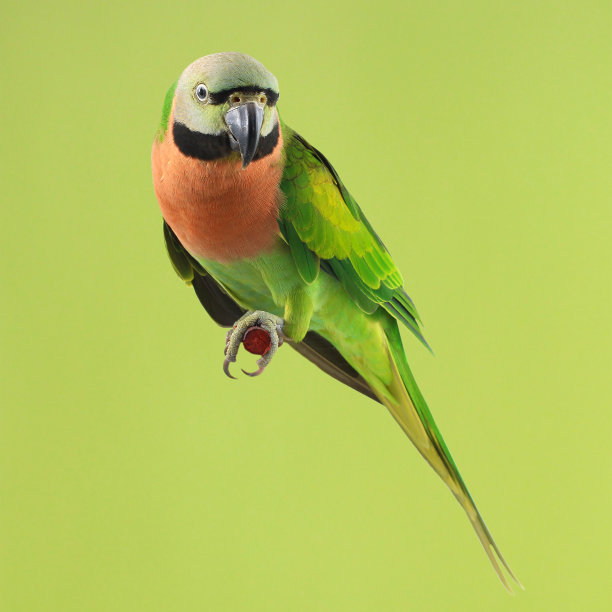 美丽的彩色的鹦鹉图片下载