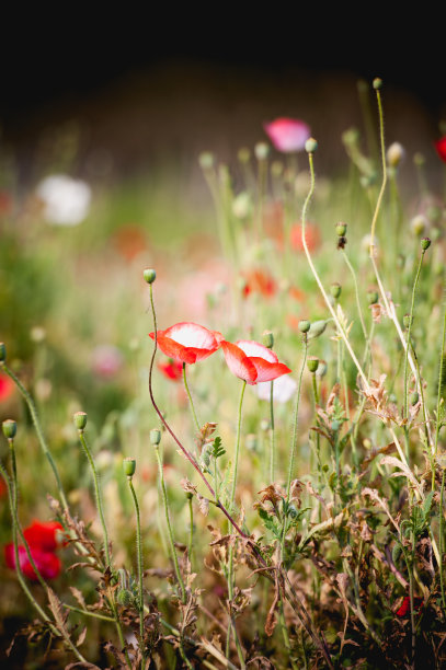 泰国昂康山花园里的罂粟花图片下载