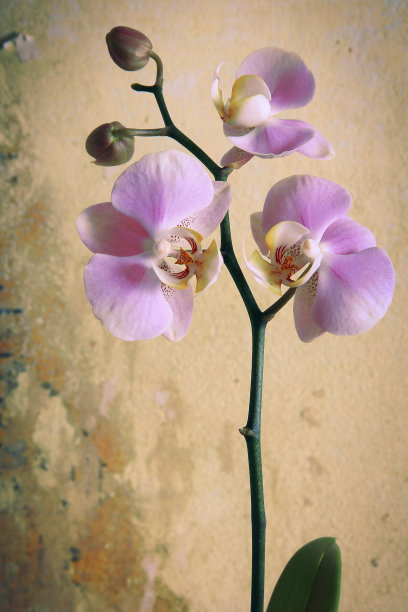 的兰花图片下载