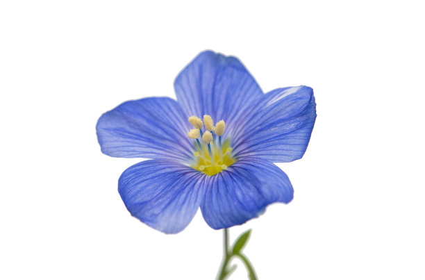 美丽的花亚麻孤立图片下载