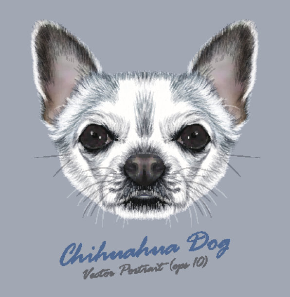 矢量插图肖像吉娃娃狗图片下载