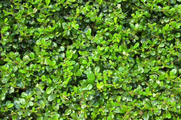 绿叶背景图片下载