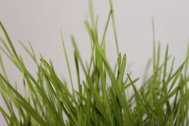 灰色背景下的小麦图片下载