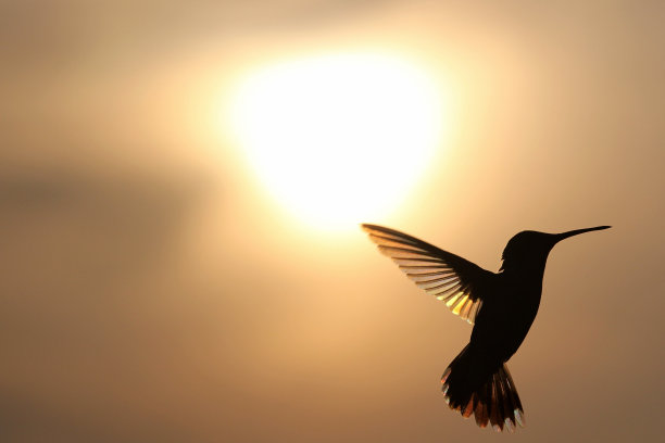 彩虹悍马图片下载