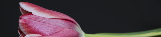 美丽的一瞥图片下载