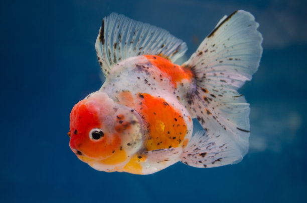 金鱼在水族馆素材图片