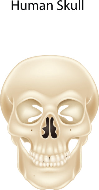 在白色背景上分离出人类头骨图片下载