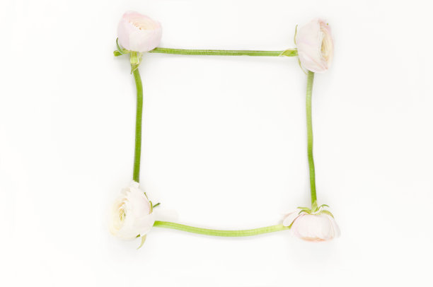 柔软的小平铺上粉红色的毛茛图片下载