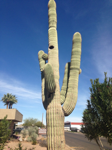 仙人掌在亚利桑那州图片下载