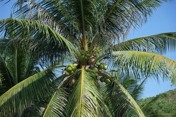 椰子树图片下载