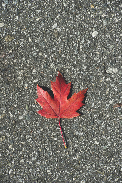 沥青上的红色枫叶图片下载