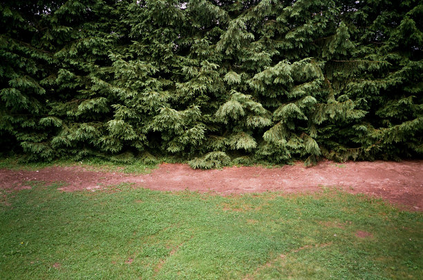 绿树和草图片下载