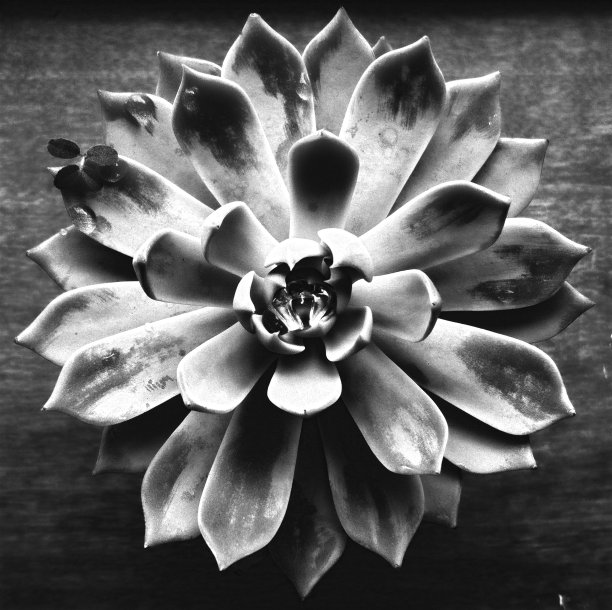 仙人掌花BW图片下载