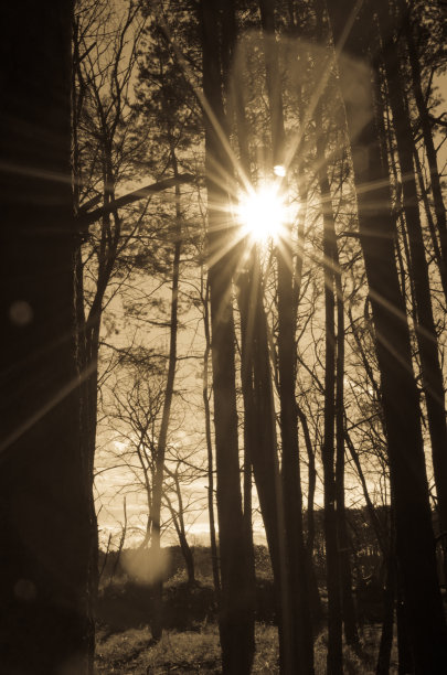 阳光在福勒斯特图片下载