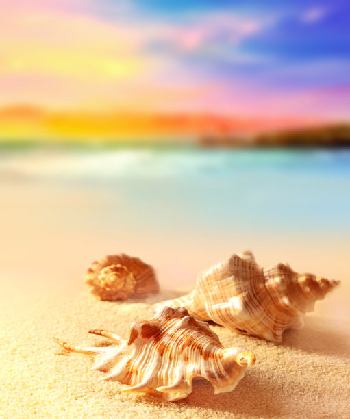 沙滩上的贝壳图片下载