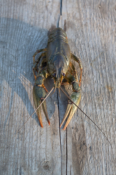 小龙虾图片下载