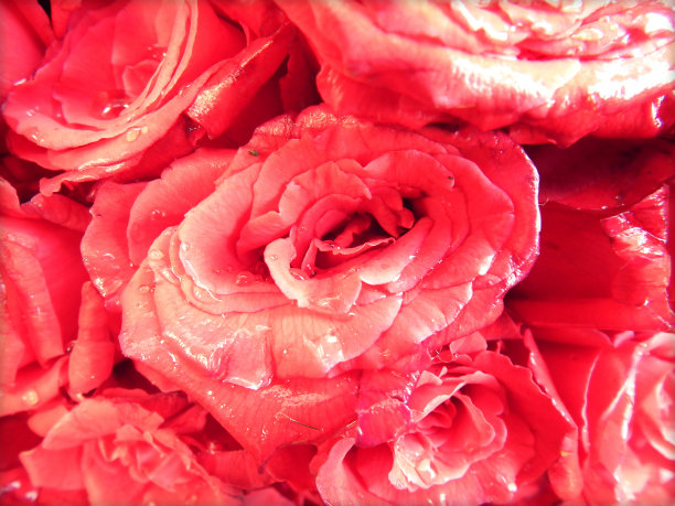 红玫瑰图片下载