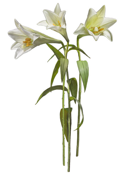 画白色圣母百合花图片下载