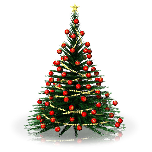 圣诞红金绿冷杉图片下载