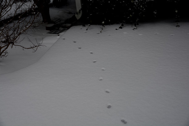 降雪后的足迹图片下载