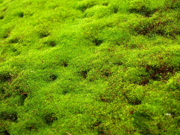 石头上的苔藓图片下载