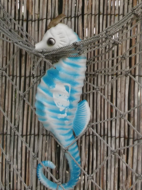 上镜的蜥蜴图片下载