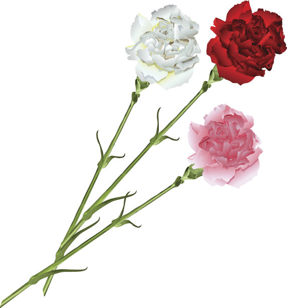 一束白色、粉红色和红色的康乃馨图片下载