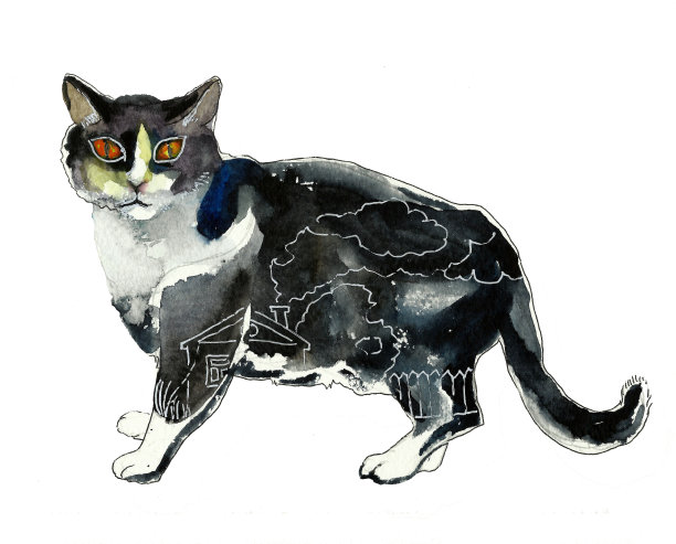 黑色和白色的猫与一个完整的房子内的概念图片下载