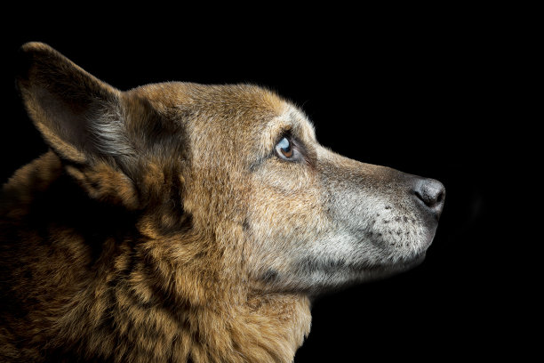 一个年长的狗看向光的侧面肖像图片下载