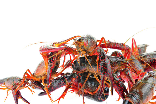 白色背景上的龙虾图片下载