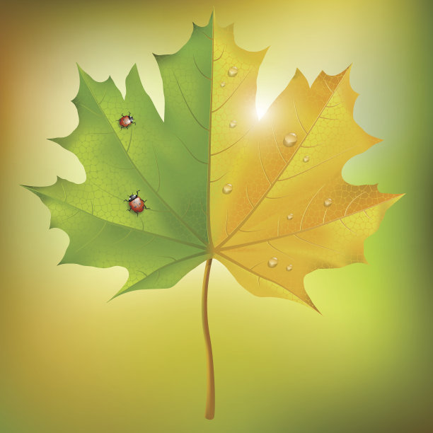 枫叶夏天秋天图片下载