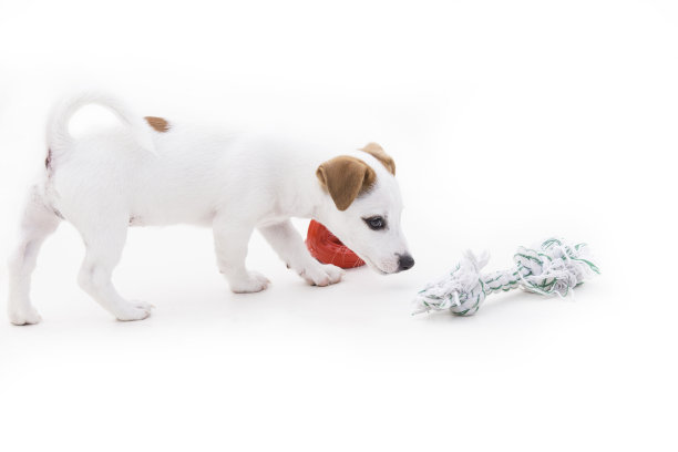 可爱的杰克罗素梗小狗在白色的背景上玩耍。图片下载