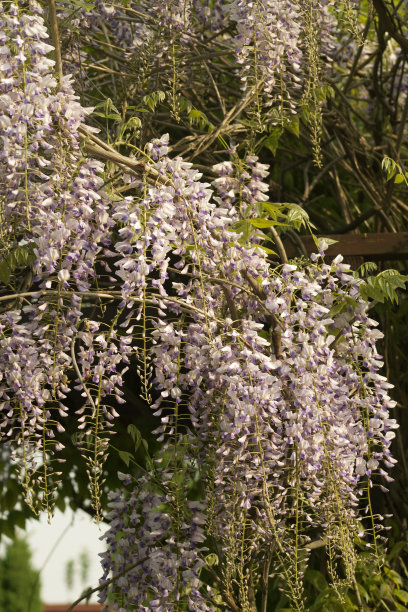 紫藤格子图片下载