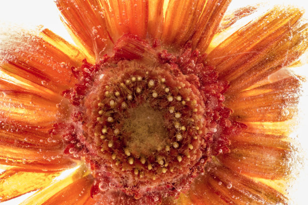 冻结在冰图片下载