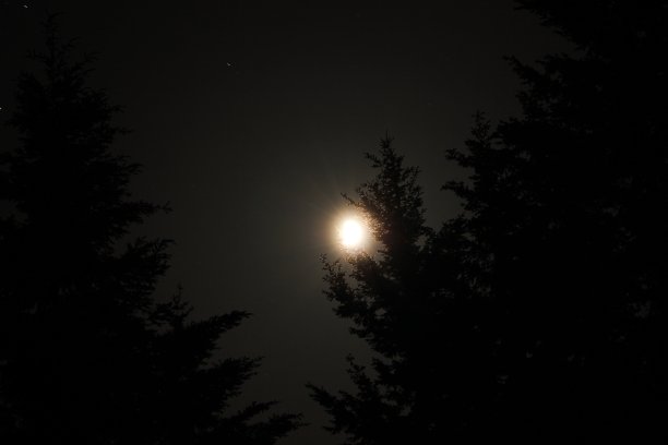 月光下的树木图片下载