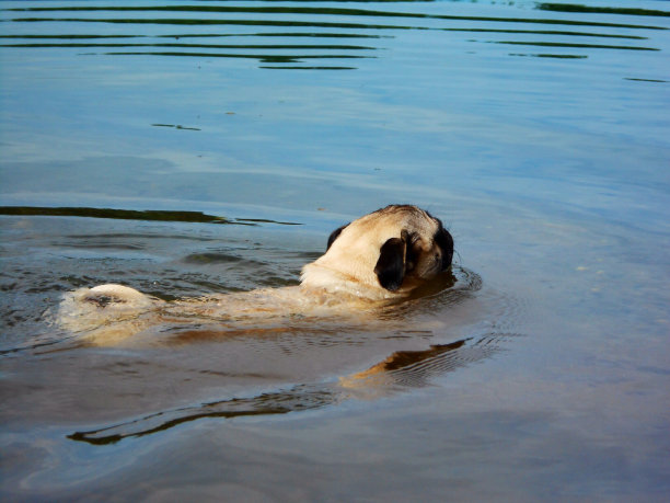 哈巴狗繁殖狗游泳。图片下载