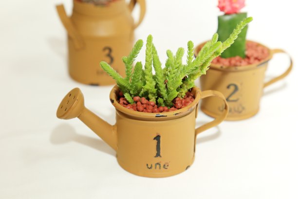 仙人掌图片下载