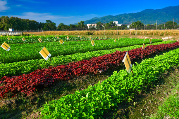 红绿菜园图片下载