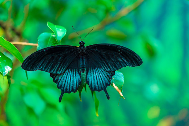 粉红玫瑰蝴蝶(凤蝶)图片下载