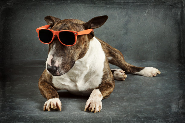 小型斗牛梗图片下载