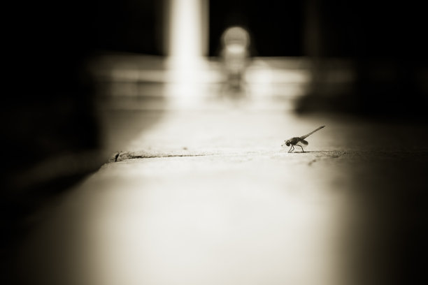 栖息蜻蜓图片下载