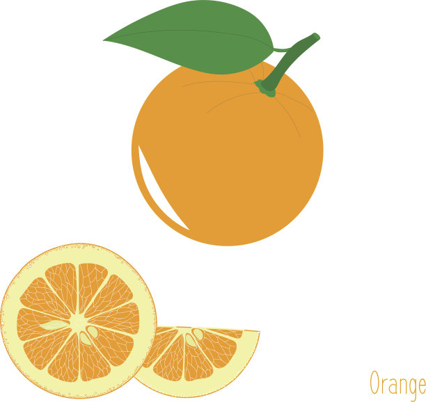 橙色的切片，矢量插图的集合图片下载