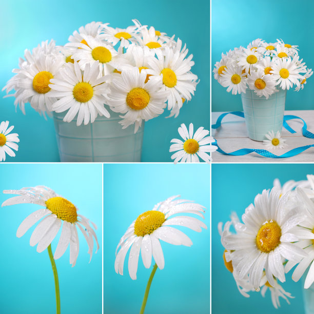 洋甘菊花拼贴画图片下载