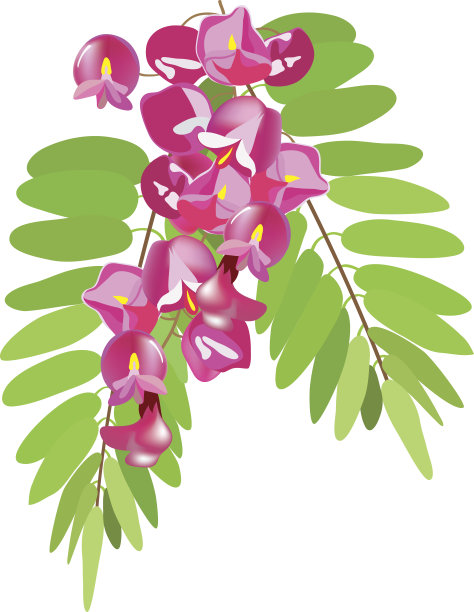 金合欢开花枝图片下载