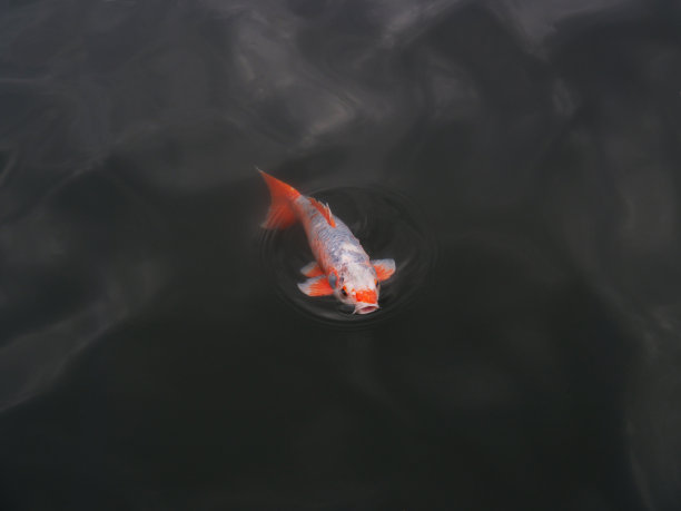 池塘里的锦鲤图片下载