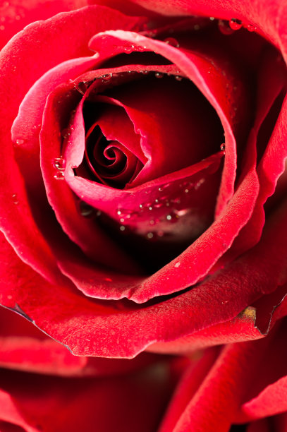 红色玫瑰花瓣的特写图片下载