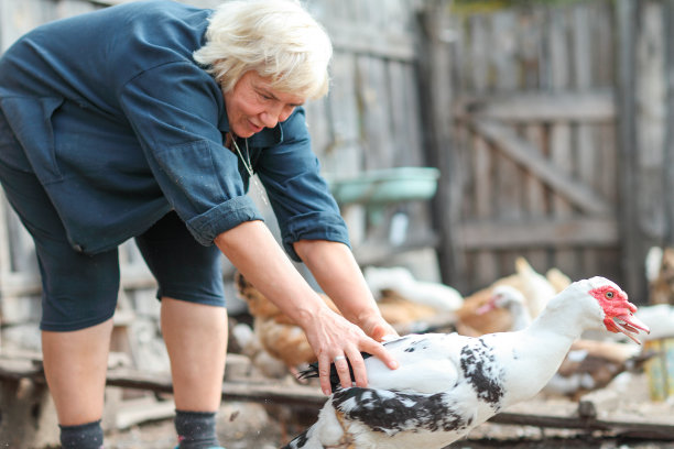 农妇喂鸡和鹅图片下载