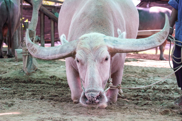 白水牛蹲伏图片下载